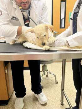 Rescue Terrier and Pomeranian Dogs for Adoption in Claremont, California - Bailey | PetCurious