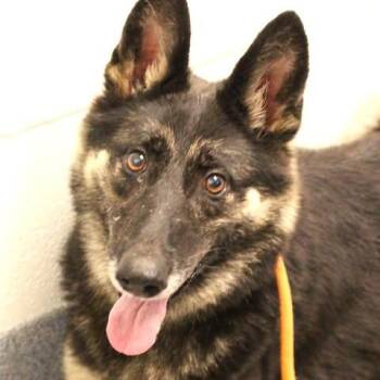 26-01503 -  German Shepherd Dog Dog for Adoption in Fredericksburg, Virginia - 26-01503 | PetCurious