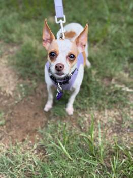 JJ -  Chihuahua Dog for Adoption in Sandy Springs, Georgia - JJ | PetCurious