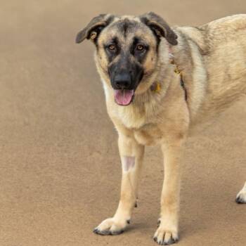 POPPY -  Anatolian Shepherd and Mixed Breed Dog for Adoption in St. Louis, Missouri - POPPY | PetCurious