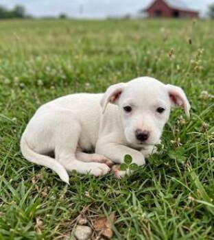 Rat Terrier and Chihuahua Dogs Available for Adoption in Washington, District Of Columbia - Babe Andy | PetCurious