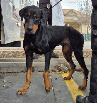 Rottweiler Dogs Available for Adoption - ROSALINA | PetCurious