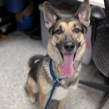 Mixed Breed and Shepherd Dogs Available for Adoption in West Olive, Michigan - Foxglove | PetCurious