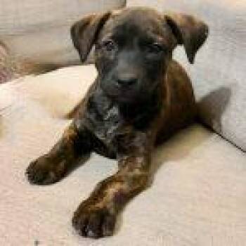 Jill -  Mixed Breed Dog for Adoption in Green Valley, Arizona - Jill | PetCurious