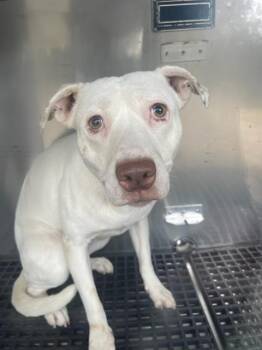 Rescue Mixed Breed Dogs for Adoption in Dallas, Texas - MARY | PetCurious