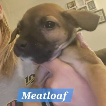 Rescue Chihuahua and Mixed Breed Dogs for Adoption in Olathe, Kansas - Meatloaf | PetCurious