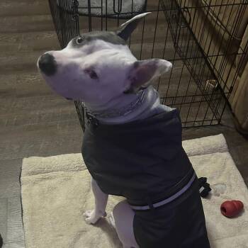 Pit Bull Terrier Dogs Available for Adoption - Atzi | PetCurious