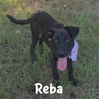 Little Reba (20260928-05) -  Labrador Retriever and Shepherd Dog for Adoption in Niagara Falls, Ontario - Little Reba (20260928-05) | PetCurious