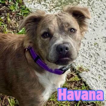Havana --PERFECT PUP-- -  Beagle Dog for Adoption in Riverview, Florida - Havana --PERFECT PUP-- | PetCurious