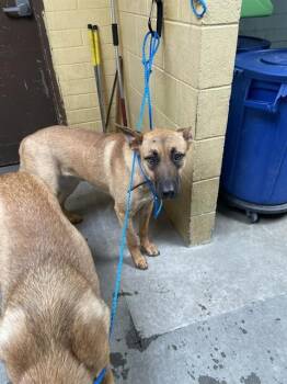 German Shepherd Dog and Mixed Breed Dogs Available for Adoption in Stockton, California - MAC | PetCurious