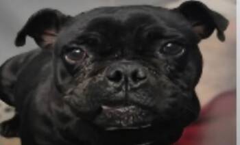 Pug Dogs Available for Adoption in Missouri City, Texas - Pariza WV14185-T | PetCurious