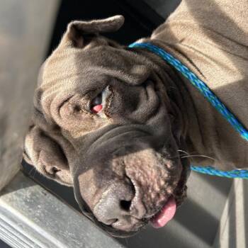 Boba Tea -  Shar Pei and None Dog for Adoption in Greensboro, North Carolina - Boba Tea | PetCurious