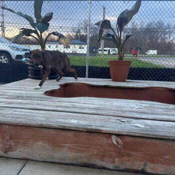 Mixed Breed Dogs Available for Adoption - Audrey | PetCurious