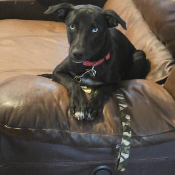 SILAS McGRUDER -  Black Labrador Retriever Dog for Adoption in Troutman, North Carolina - SILAS McGRUDER | PetCurious