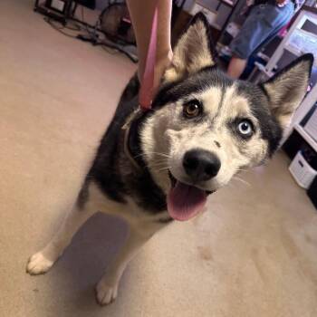 Sierra -  Husky Dog for Adoption in Valley, Alabama - Sierra | PetCurious