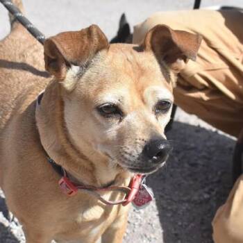 Chihuahua Dogs Available for Adoption - Emma | PetCurious