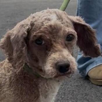 Miniature Poodle Dogs Available for Adoption - ROCKET | PetCurious