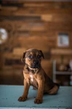 Brown -  Mixed Breed Dog for Adoption in Sunrise, Florida - Brown | PetCurious