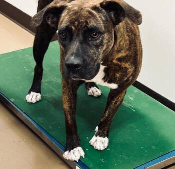 Tequila -  Pit Bull Terrier Dog for Adoption in Springfield, Tennessee - Tequila | PetCurious