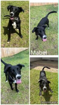Mabel -  Labrador Retriever and Border Collie Dog for Adoption in Enterprise, Alabama - Mabel | PetCurious