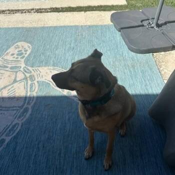 Rescue German Shepherd Dog and Black Mouth Cur Dogs for Adoption in Lavon, Texas - Bubba | PetCurious