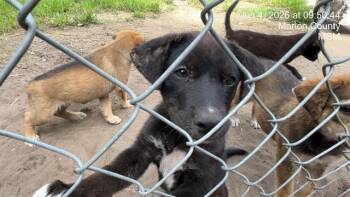 PUP4 -  Shiba Inu and German Shepherd Dog Dog for Adoption in Ocala, Florida - PUP4 | PetCurious