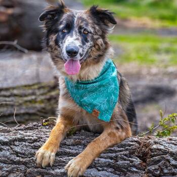 Australian Shepherd Dogs Available for Adoption in Clarinda, Iowa - Moo | PetCurious