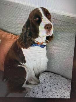 Winston -  English Springer Spaniel Dog for Adoption in New Bern, North Carolina - Winston | PetCurious