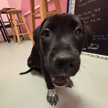 Mixed Breed Dogs Available for Adoption in Webster, Texas - Cici | PetCurious