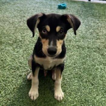 Husky and Mixed Breed Dogs Available for Adoption in Bradenton, Florida - Weevil | PetCurious