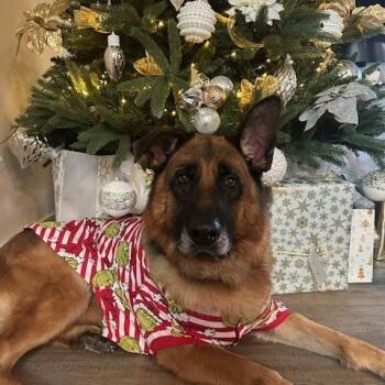 Drago  -  German Shepherd Dog Dog Available for Adoption in Roswell, Georgia - Drago  | PetCurious