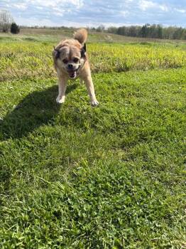 Reesie -  Hound Dog for Adoption in Findlay, Ohio - Reesie | PetCurious