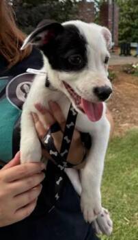 Aggie -  Labrador Retriever and Mixed Breed Dog for Adoption in Morristown, New Jersey - Aggie | PetCurious