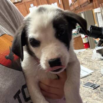 Presly - 052802U -  Labrador Retriever and Mixed Breed Dog for Adoption in Tupelo, Mississippi - Presly - 052802U | PetCurious