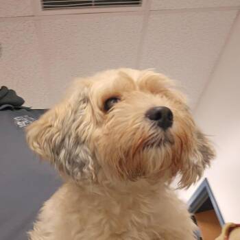 Bontu -  Mixed Breed Dog for Adoption in Philadelphia, Pennsylvania - Bontu | PetCurious
