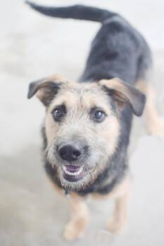 Airedale Terrier Dogs Available for Adoption in Pontiac, Michigan - Yogi | PetCurious
