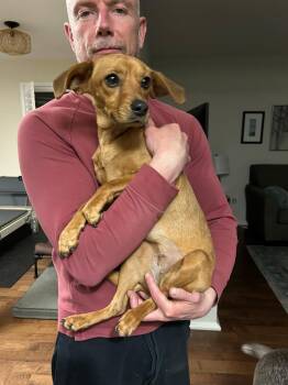 Chihuahua Dogs Available for Adoption - Connie | PetCurious