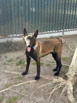 Belgian Shepherd Malinois Dogs Available for Adoption in Riverside, California - JOJEN | PetCurious