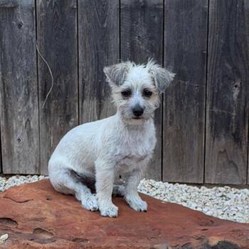 Peanut -  Maltese and Shih Tzu Dog for Adoption in Missouri City, Texas - Peanut | PetCurious