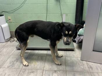 POE -  German Shepherd Dog and Mixed Breed Dog for Adoption in Grand Prairie, Texas - POE | PetCurious