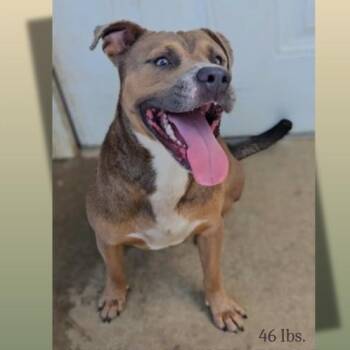 Rescue Pit Bull Terrier Dogs for Adoption in Leesburg, Georgia - Samuel | PetCurious