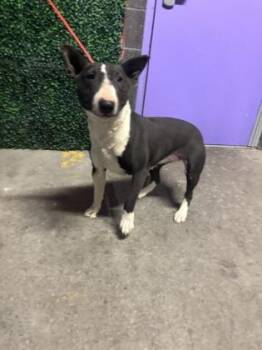 Bull Terrier and Mixed Breed Dogs Available for Adoption in El Paso, Texas - 60828513 | PetCurious
