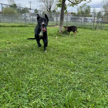Great Dane and Shepherd Dogs Available for Adoption in Parkersburg, West Virginia - Sigma | PetCurious