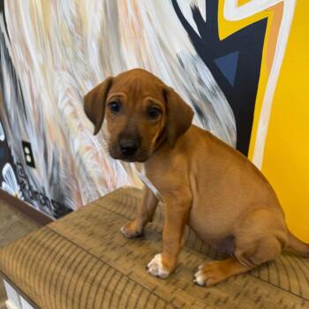 Phyllis -  Rhodesian Ridgeback Dog for Adoption in Mankato, Minnesota - Phyllis | PetCurious