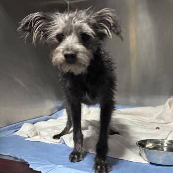 Wirehaired Terrier Dogs Available for Adoption in Savannah, Georgia - Blane | PetCurious