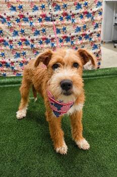 URSULA -  Terrier Dog for Adoption in Vaughan, Ontario - URSULA | PetCurious