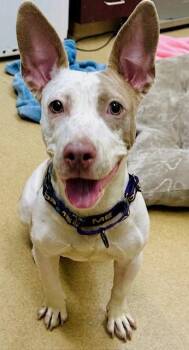 Bull Terrier and Mixed Breed Dogs Available for Adoption - SNOWFLAKE | PetCurious