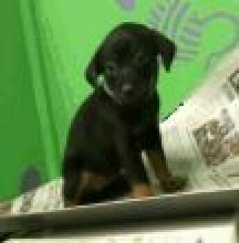 Rescue Chihuahua and Mixed Breed Dogs for Adoption in Houston, Texas - Polar Express | PetCurious