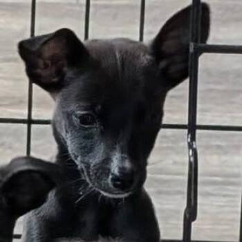 Terrier and Border Collie Dogs Available for Adoption - Clover | PetCurious