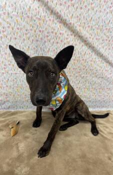 Mixed Breed Dogs Available for Adoption in Chickasha, Oklahoma - Pixel | PetCurious